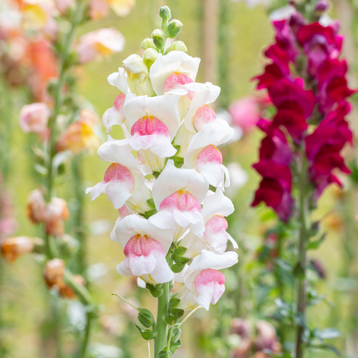 30 Seeds| Opus Appleblossom Snapdragons Seeds - Cold Resistant - Attracts pollinators - Open-Pollinating - Plant before the frost/after frost - #24