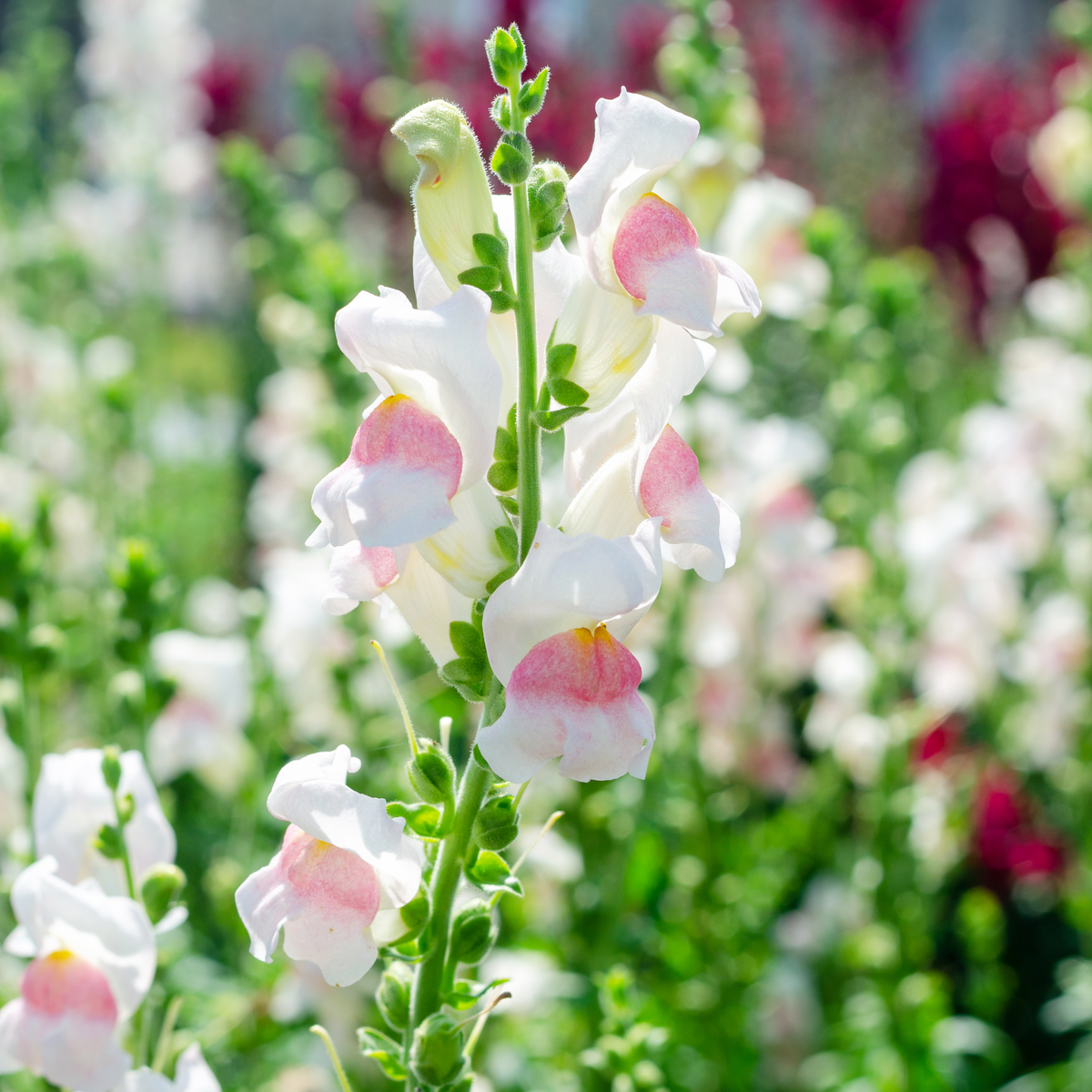 30 Seeds| Opus Appleblossom Snapdragons Seeds - Cold Resistant - Attracts pollinators - Open-Pollinating - Plant before the frost/after frost - #24