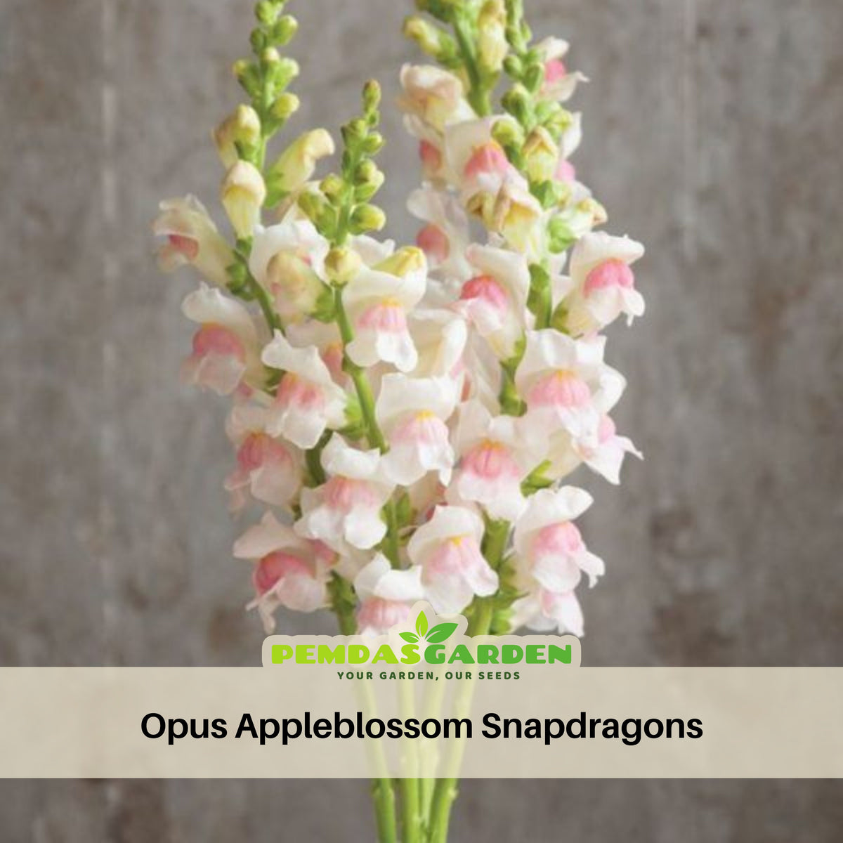 Opus Appleblossom Snapdragons Seeds - Cold Resistant, 30 seeds
