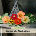 10+ Seeds| Alaska Mix Nasturtium Seeds - Fast Growing - Open-Pollinating - Draft Resistant -Dwarf - Plant in Spring/Late Winter #251