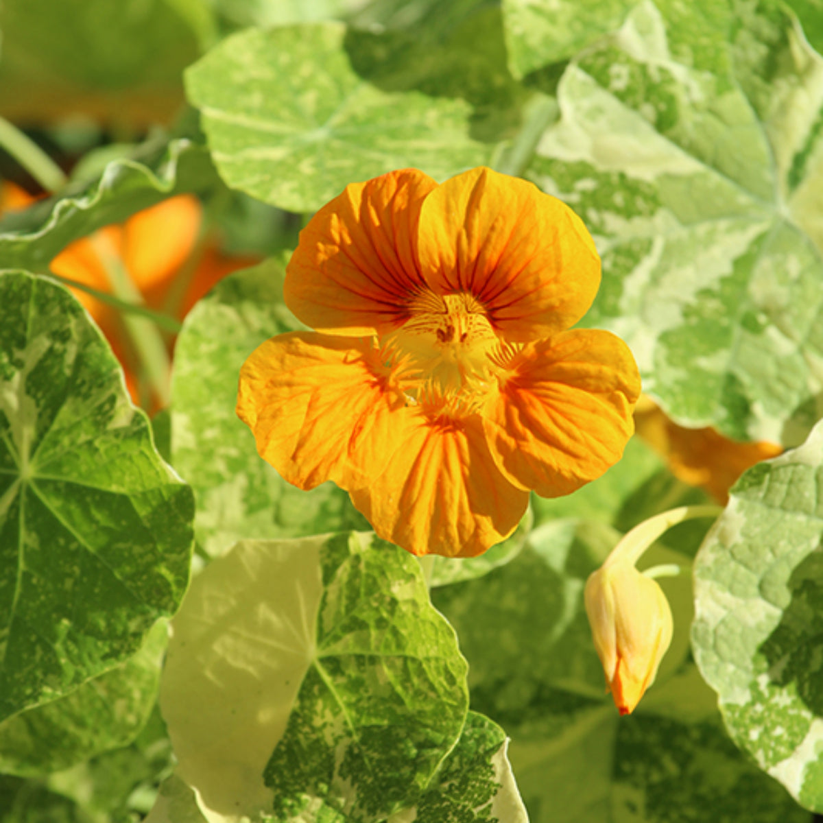 Alaska Mix Nasturtium Seeds - Drought Resistant, Dwarf, 10+ seeds