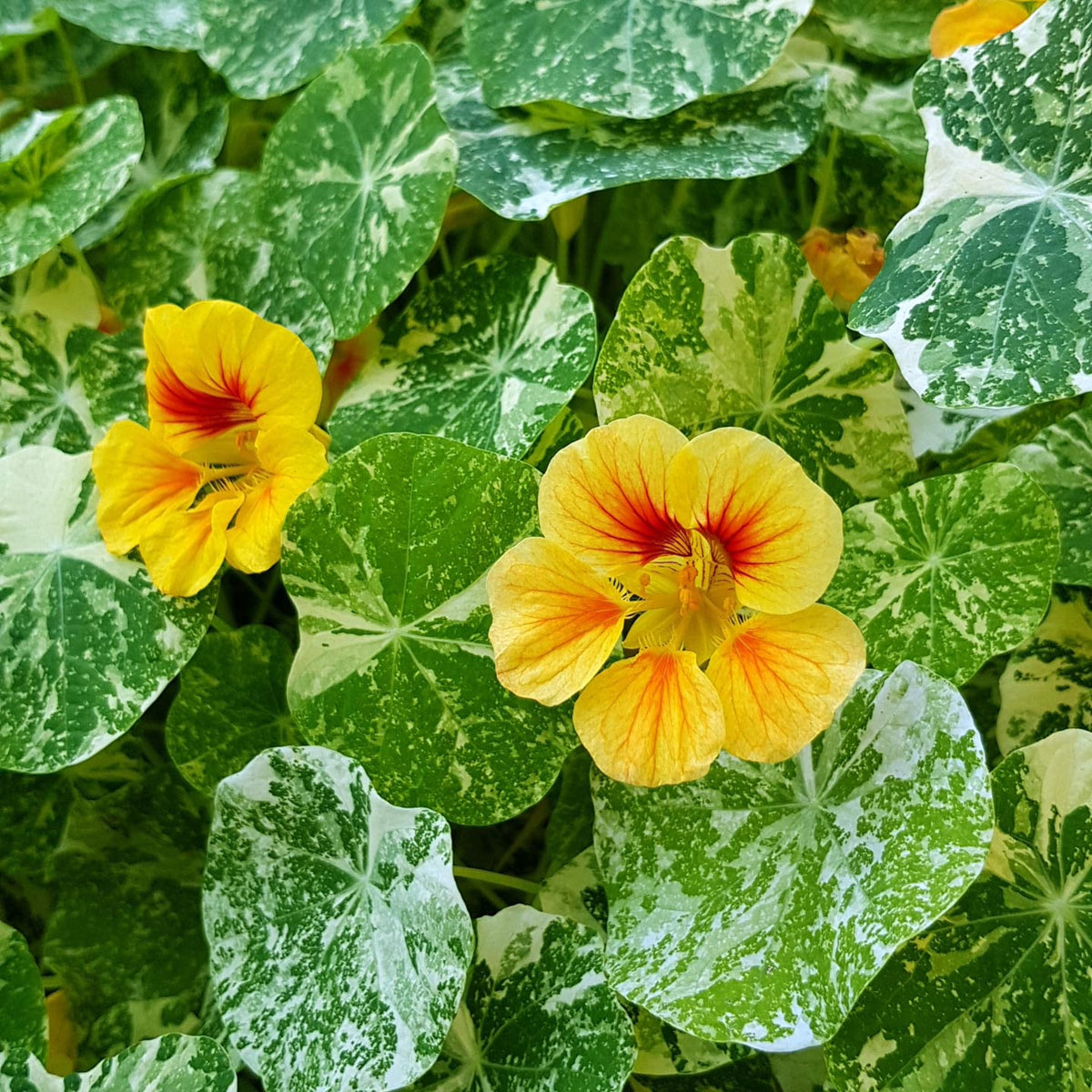 Alaska Mix Nasturtium Seeds - Drought Resistant, Dwarf, 10+ seeds