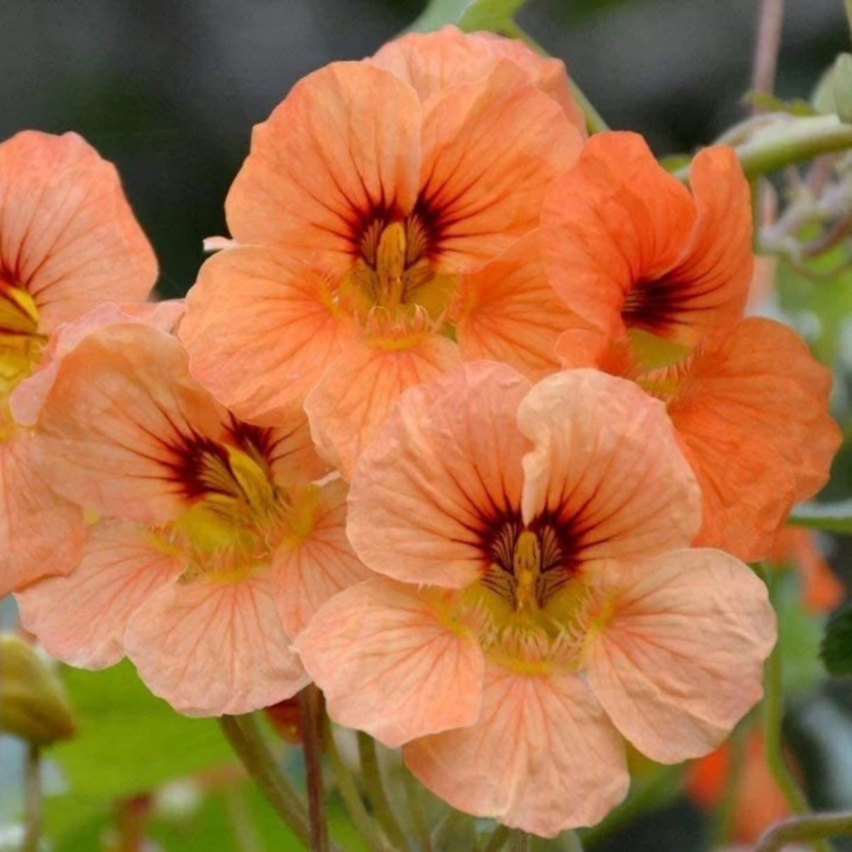 Alaska Mix Nasturtium Seeds - Drought Resistant, Dwarf, 10+ seeds