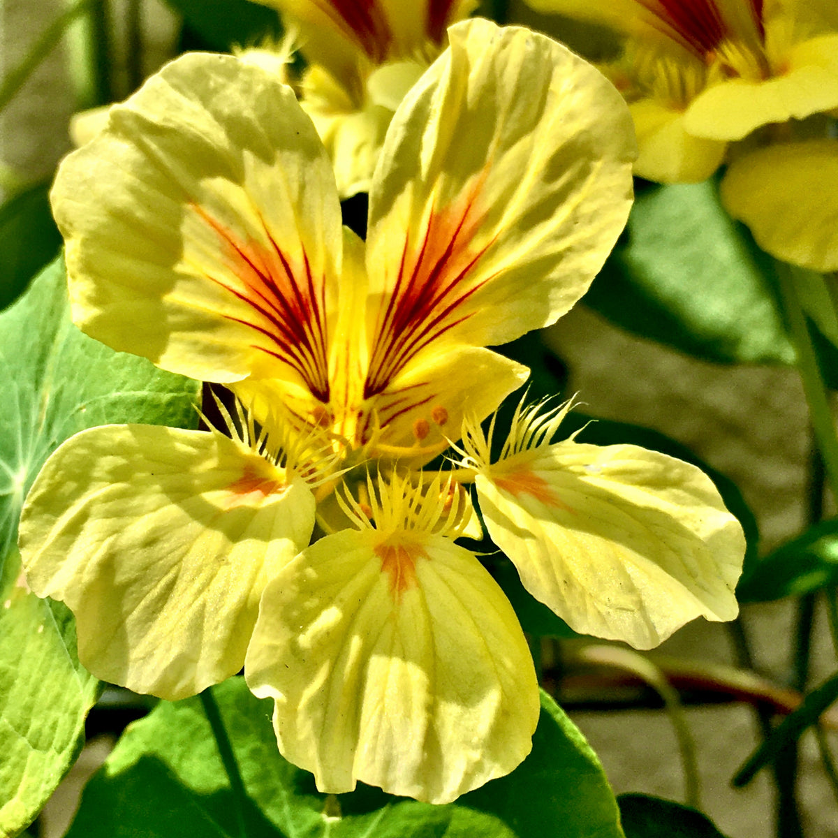 Alaska Mix Nasturtium Seeds - Drought Resistant, Dwarf, 10+ seeds
