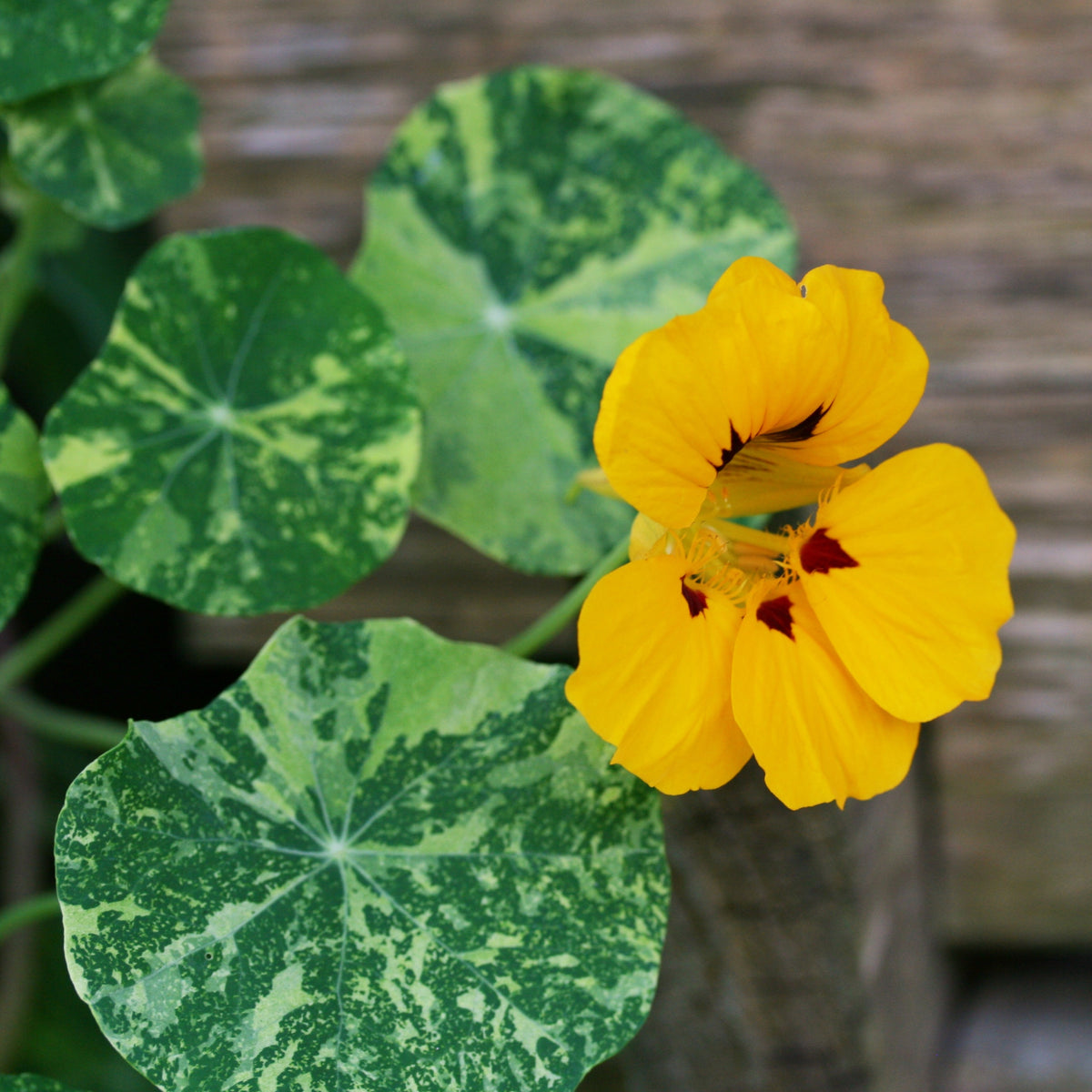 Alaska Mix Nasturtium Seeds - Drought Resistant, Dwarf, 10+ seeds