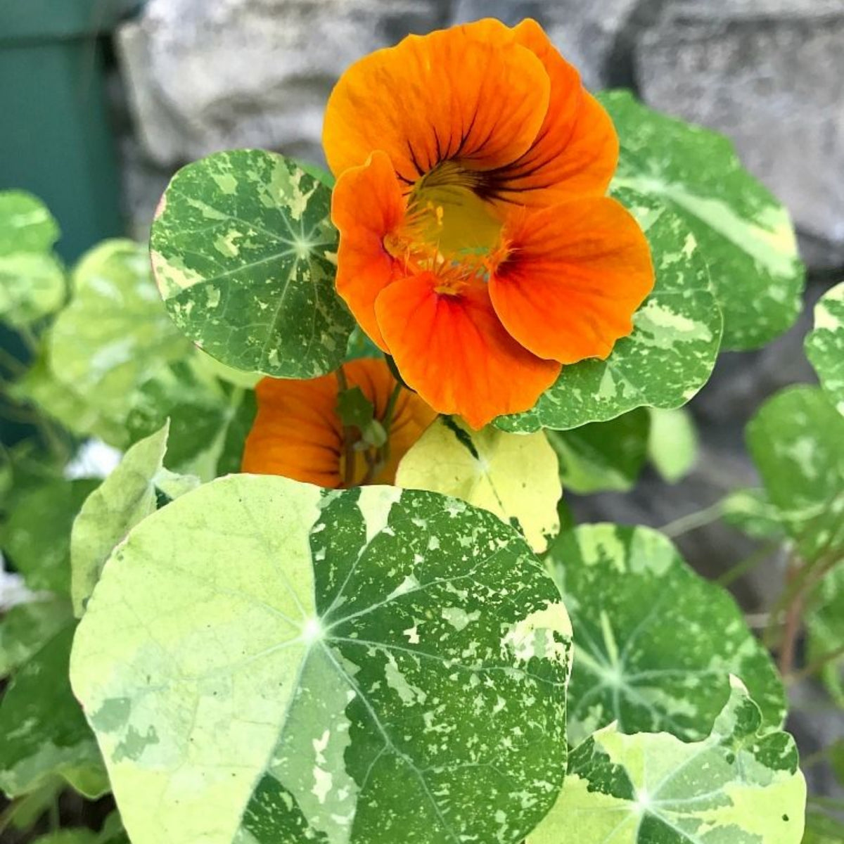 Alaska Mix Nasturtium Seeds - Drought Resistant, Dwarf, 10+ seeds