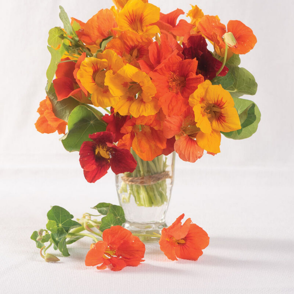 Alaska Mix Nasturtium Seeds - Drought Resistant, Dwarf, 10+ seeds