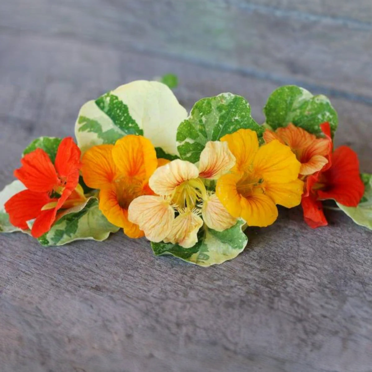 Alaska Mix Nasturtium Seeds - Drought Resistant, Dwarf, 10+ seeds