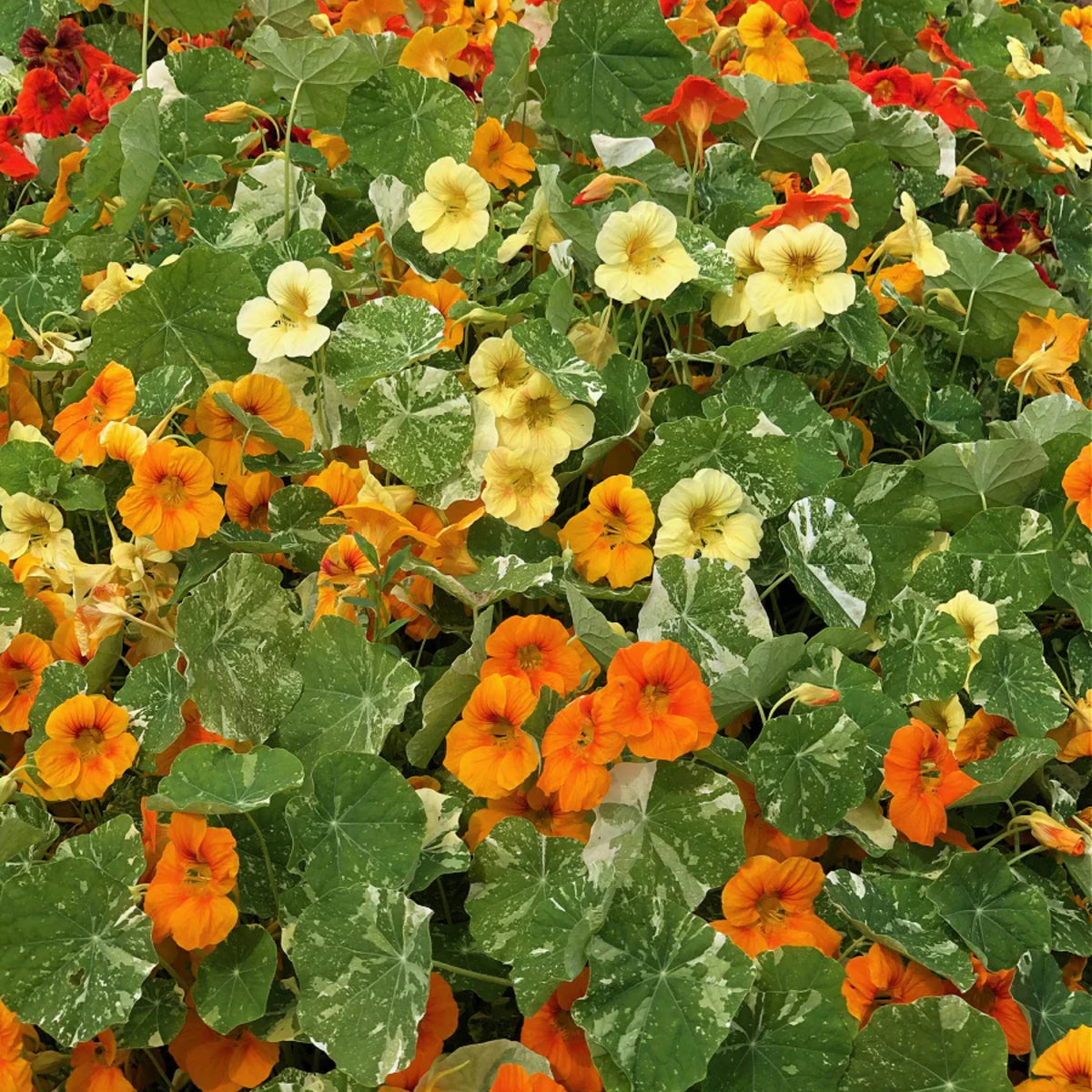 Alaska Mix Nasturtium Seeds - Drought Resistant, Dwarf, 10+ seeds