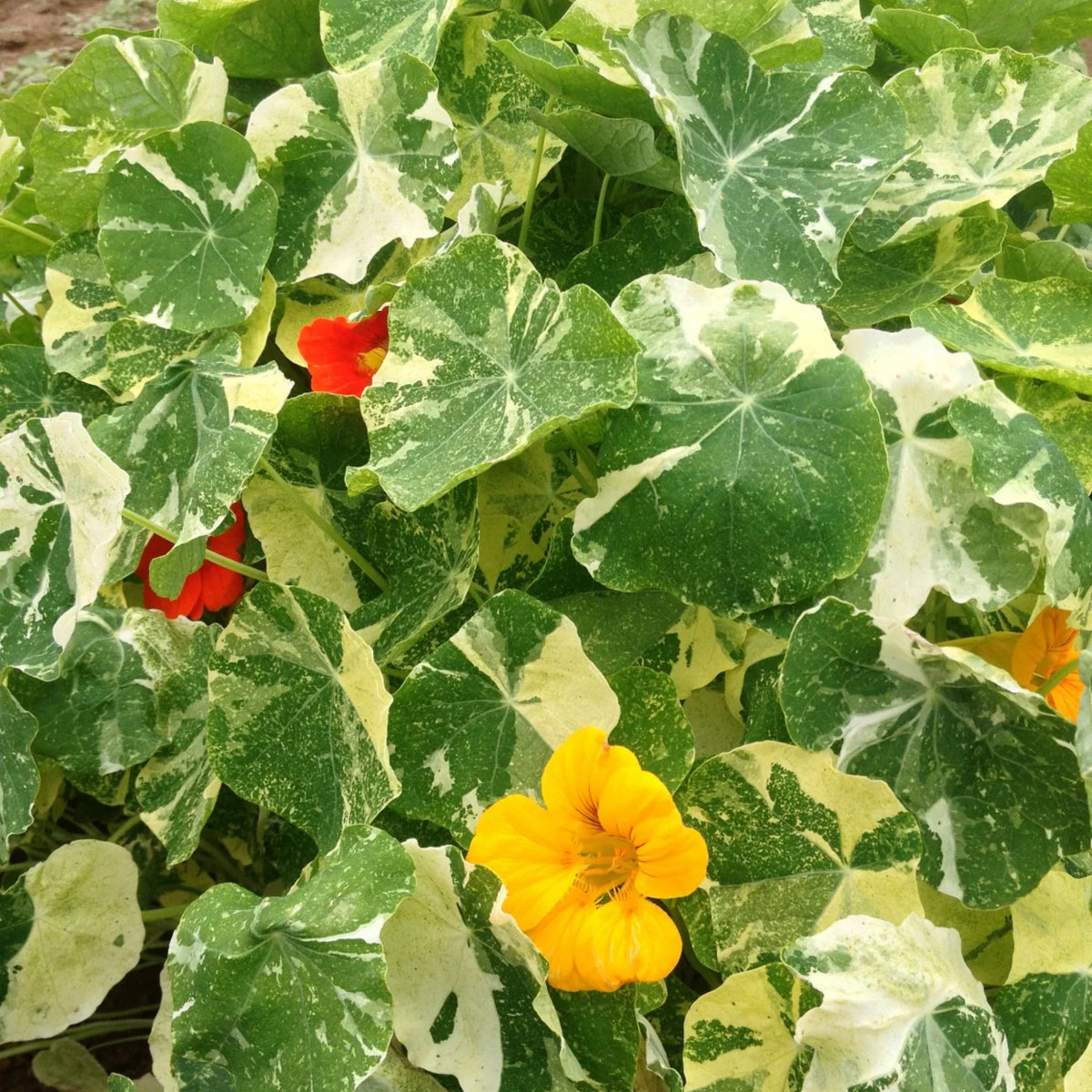 Alaska Mix Nasturtium Seeds - Drought Resistant, Dwarf, 10+ seeds