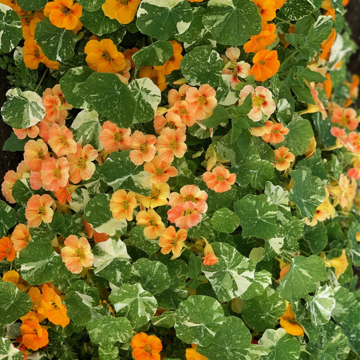 Alaska Mix Nasturtium Seeds - Drought Resistant, Dwarf, 10+ seeds