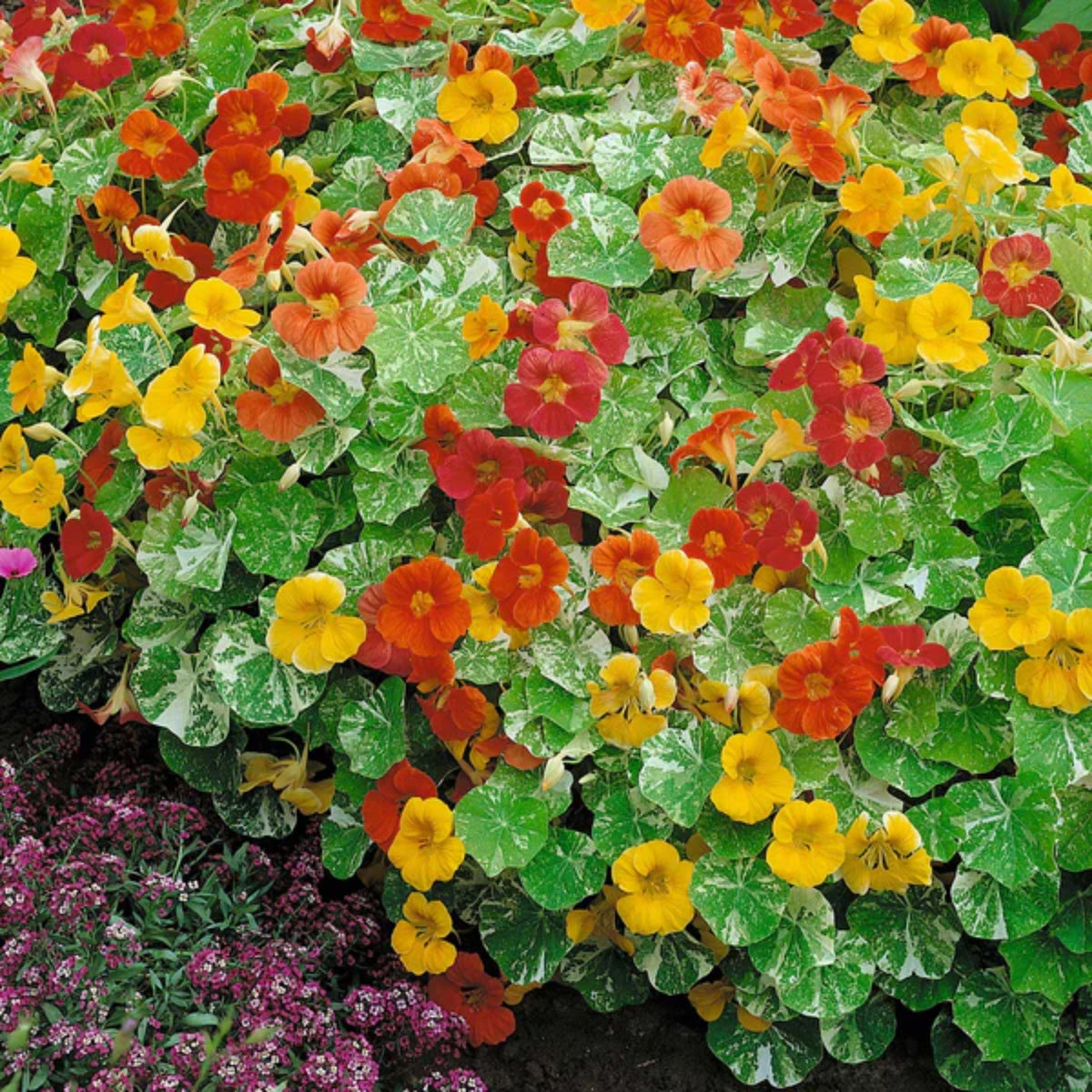 Alaska Mix Nasturtium Seeds - Drought Resistant, Dwarf, 10+ seeds