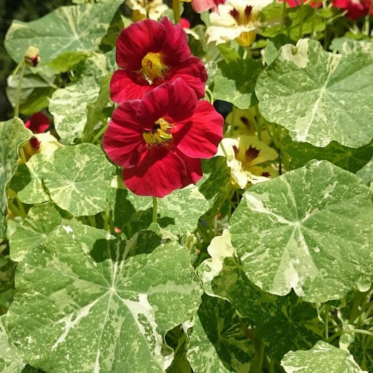 Alaska Mix Nasturtium Seeds - Drought Resistant, Dwarf, 10+ seeds