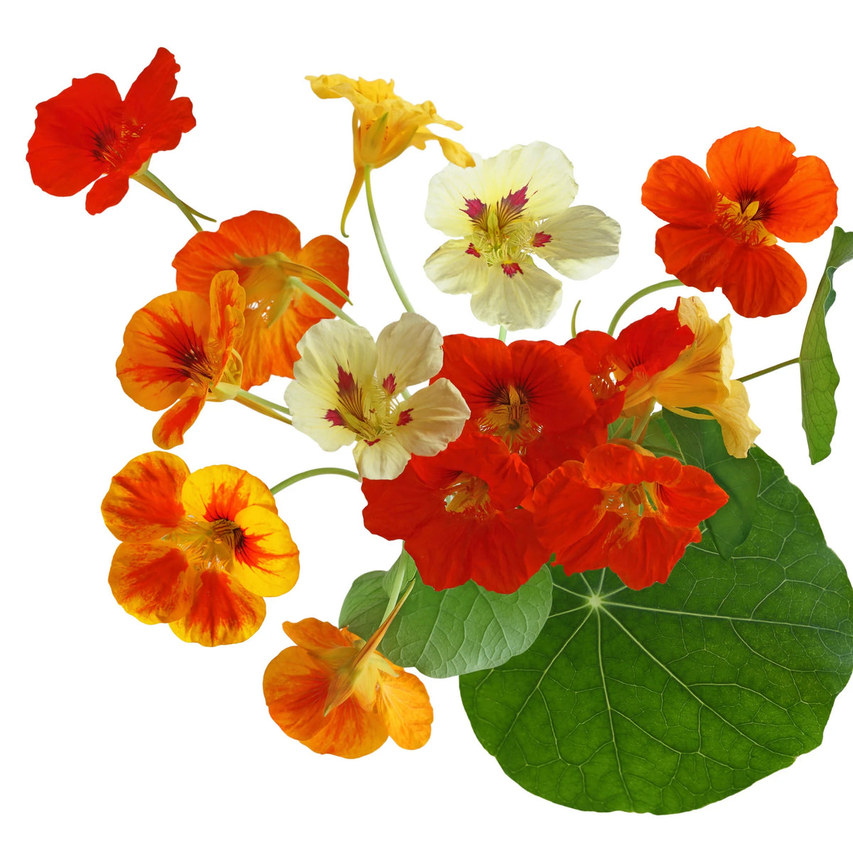 Alaska Mix Nasturtium Seeds - Drought Resistant, Dwarf, 10+ seeds