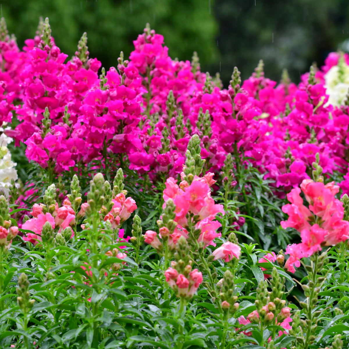 Dark Red Snapdragons Seeds - Cold Resistant, 30 seeds