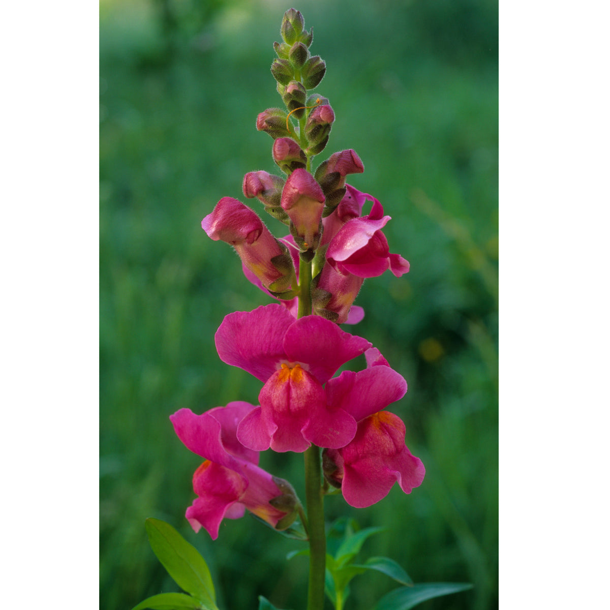 Dark Red Snapdragons Seeds - Cold Resistant, 30 seeds