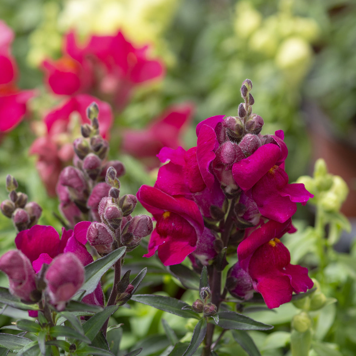 Dark Red Snapdragons Seeds - Cold Resistant, 30 seeds