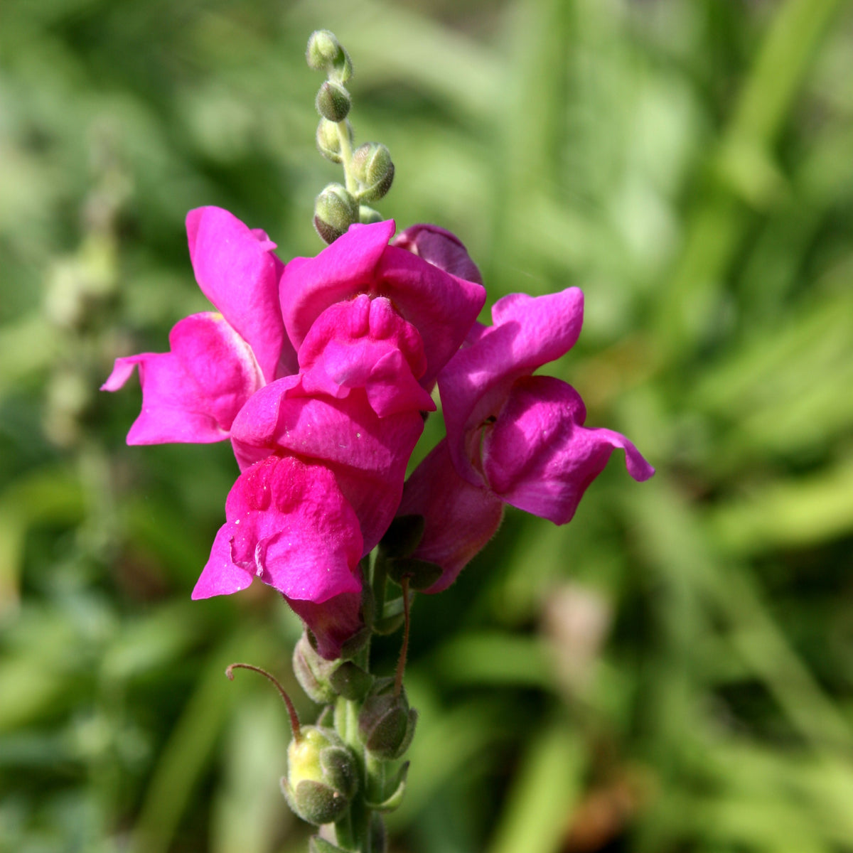 Dark Red Snapdragons Seeds - Cold Resistant, 30 seeds