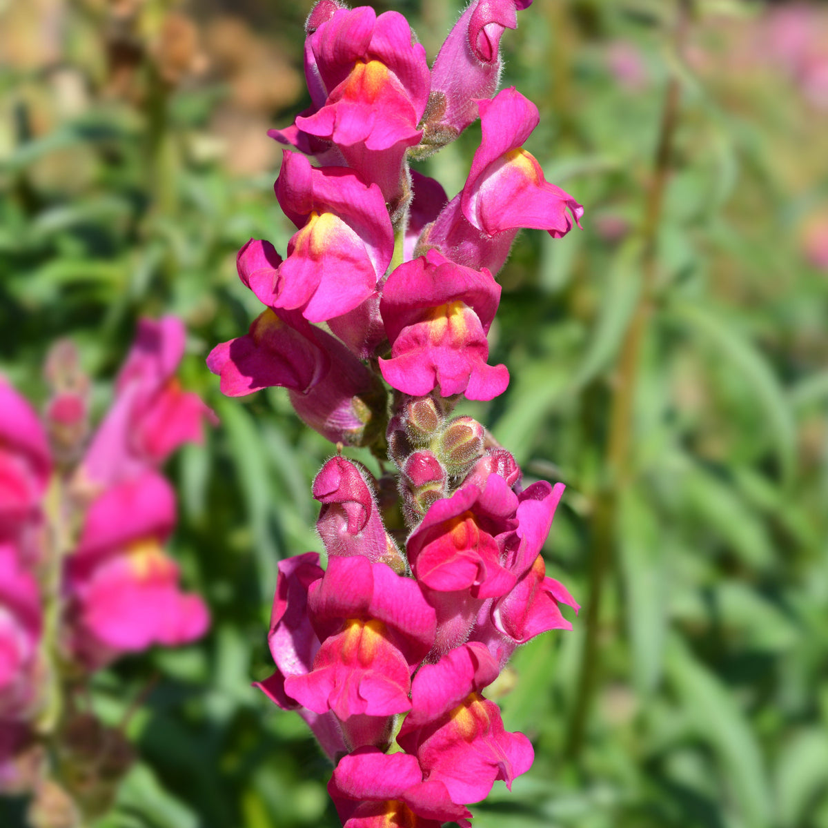 Dark Red Snapdragons Seeds - Cold Resistant, 30 seeds