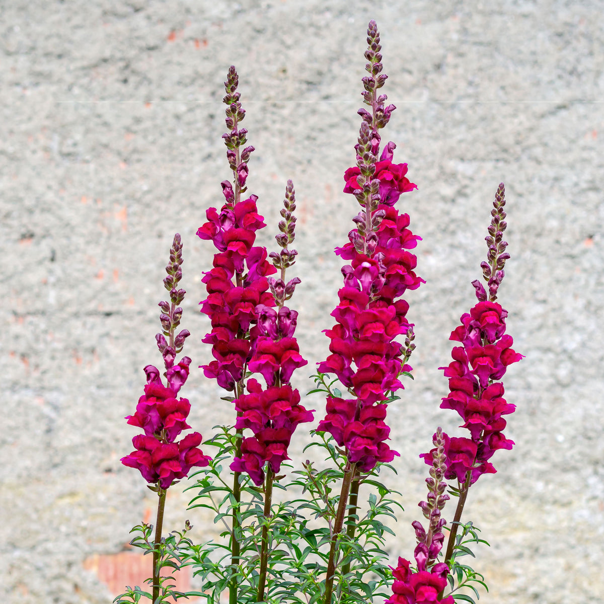 Dark Red Snapdragons Seeds - Cold Resistant, 30 seeds
