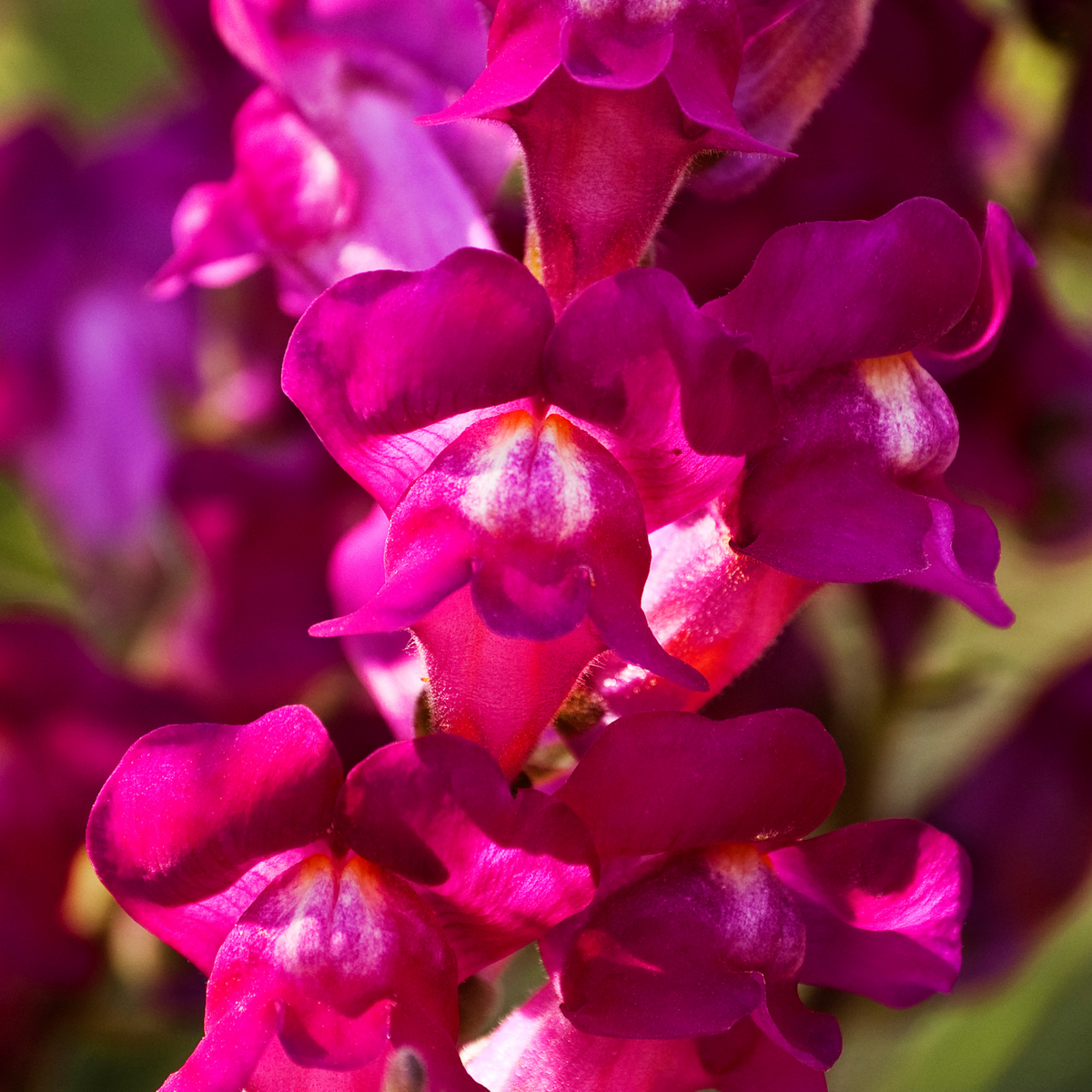 Dark Red Snapdragons Seeds - Cold Resistant, 30 seeds