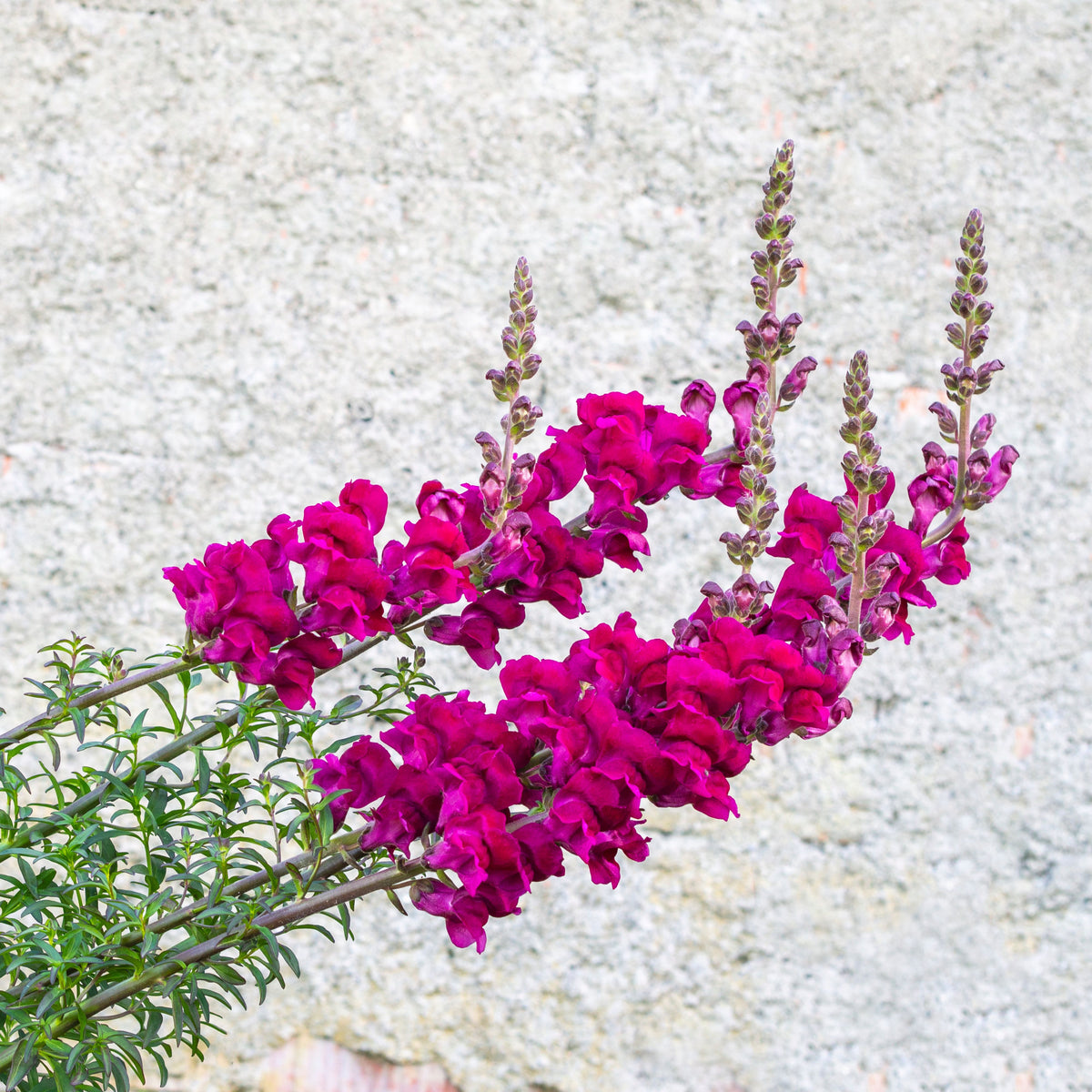 Dark Red Snapdragons Seeds - Cold Resistant, 30 seeds