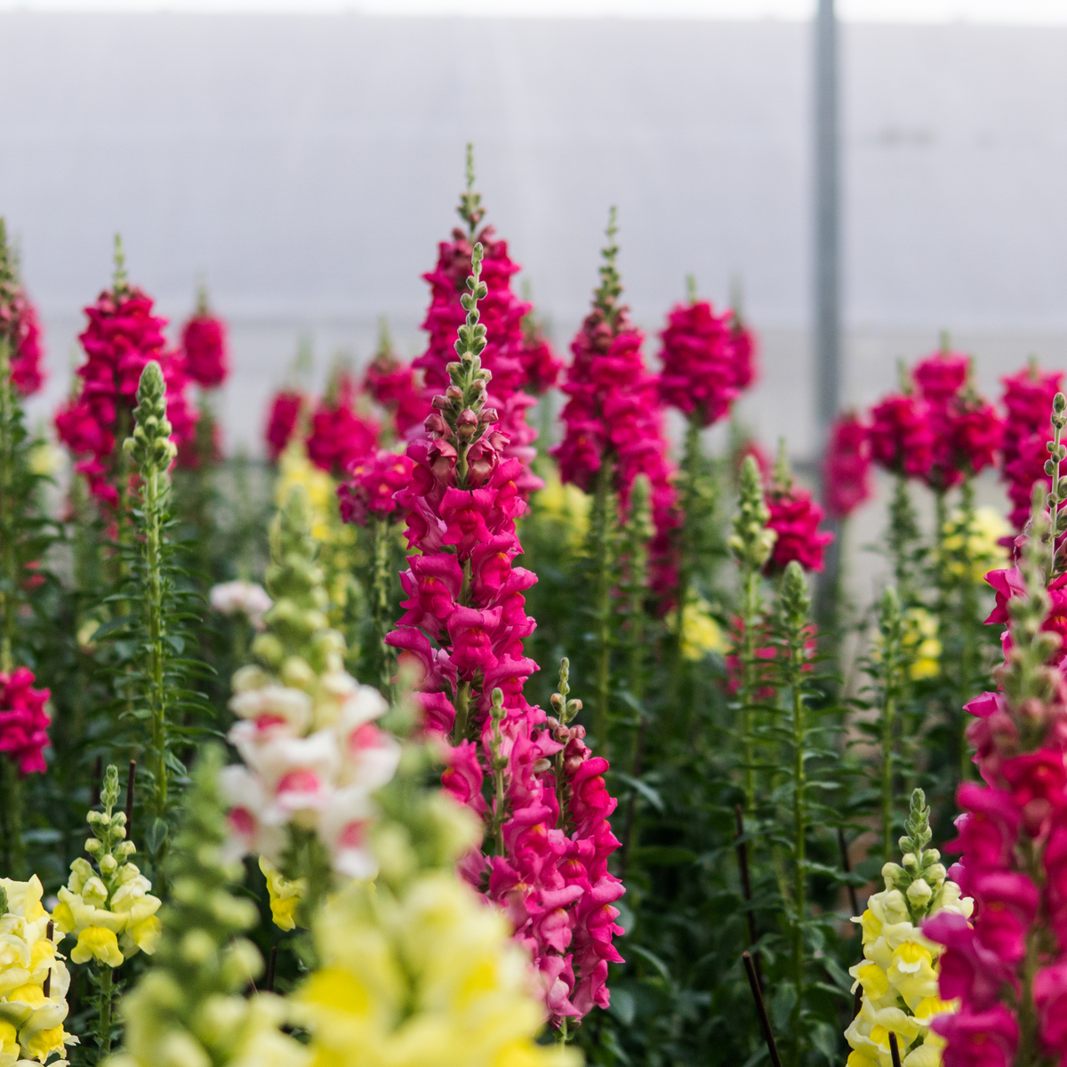Dark Red Snapdragons Seeds - Cold Resistant, 30 seeds