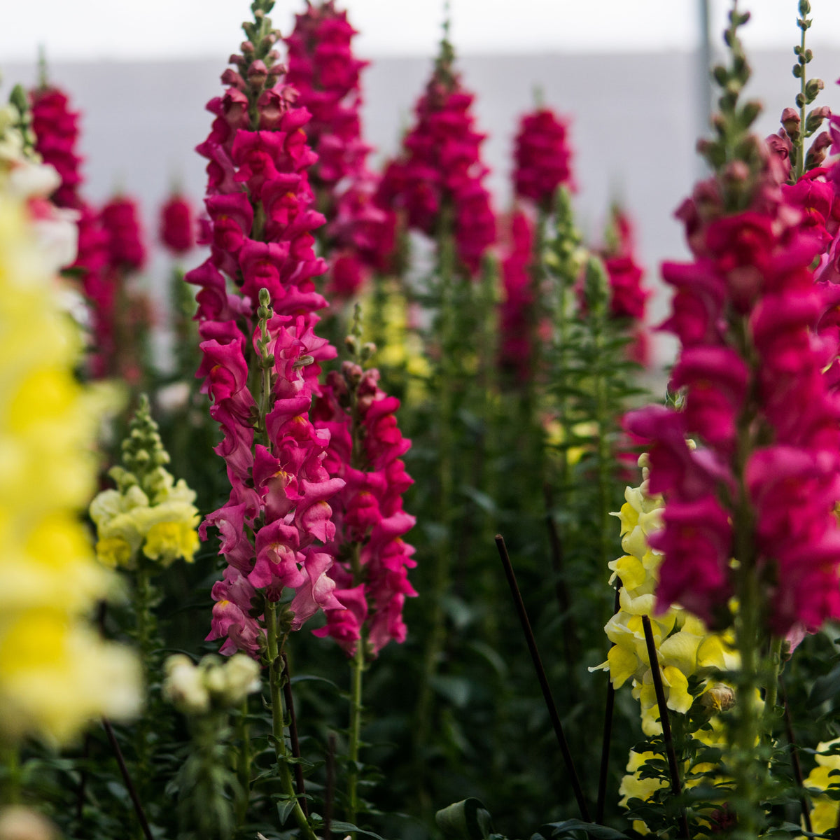 Dark Red Snapdragons Seeds - Cold Resistant, 30 seeds