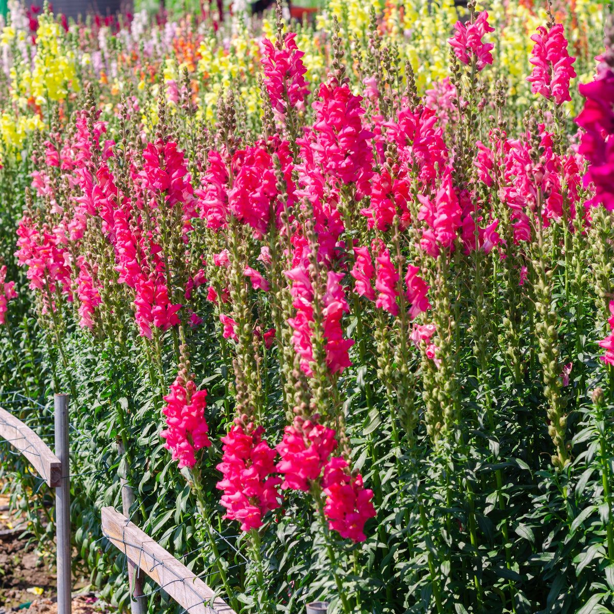 Dark Red Snapdragons Seeds - Cold Resistant, 30 seeds