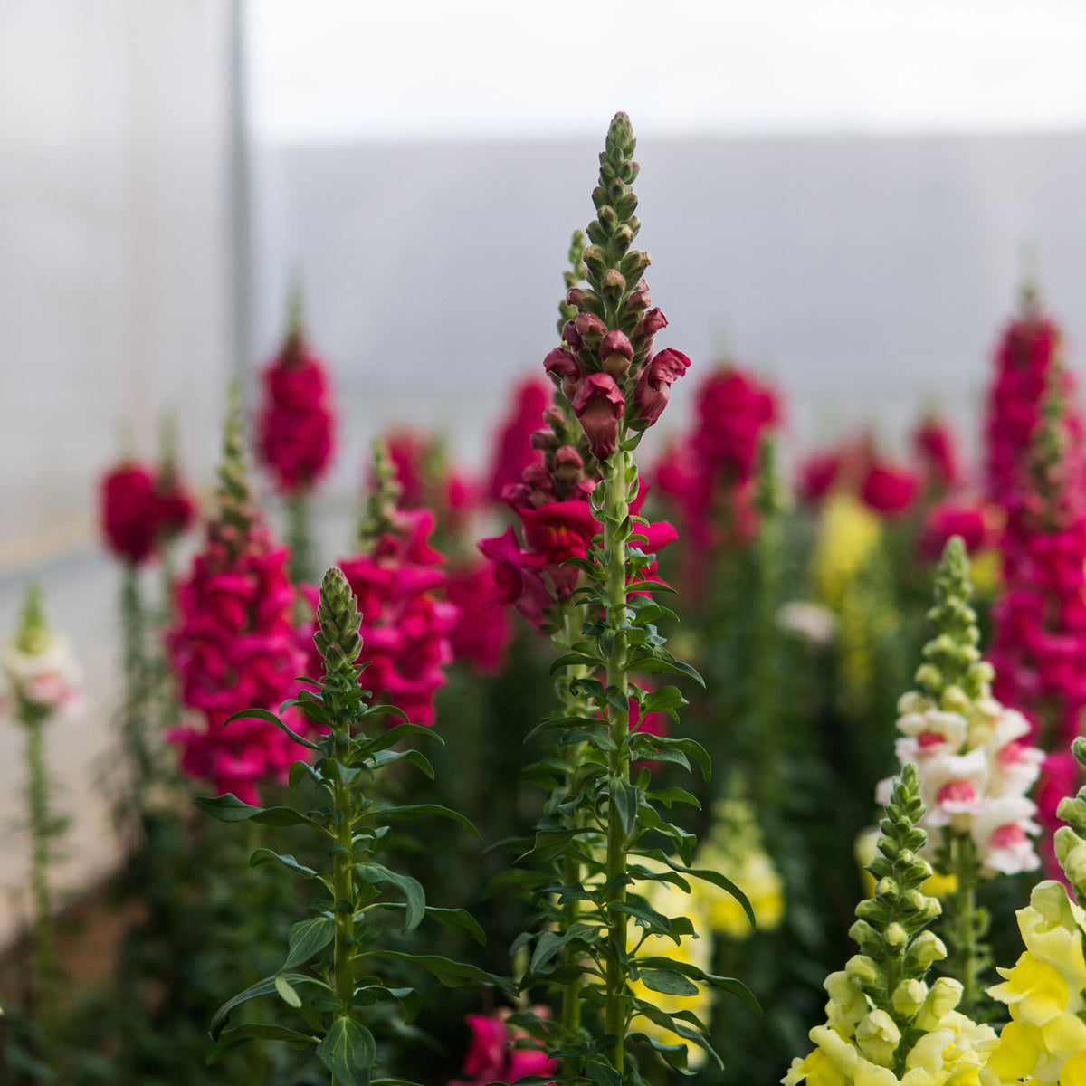 Dark Red Snapdragons Seeds - Cold Resistant, 30 seeds
