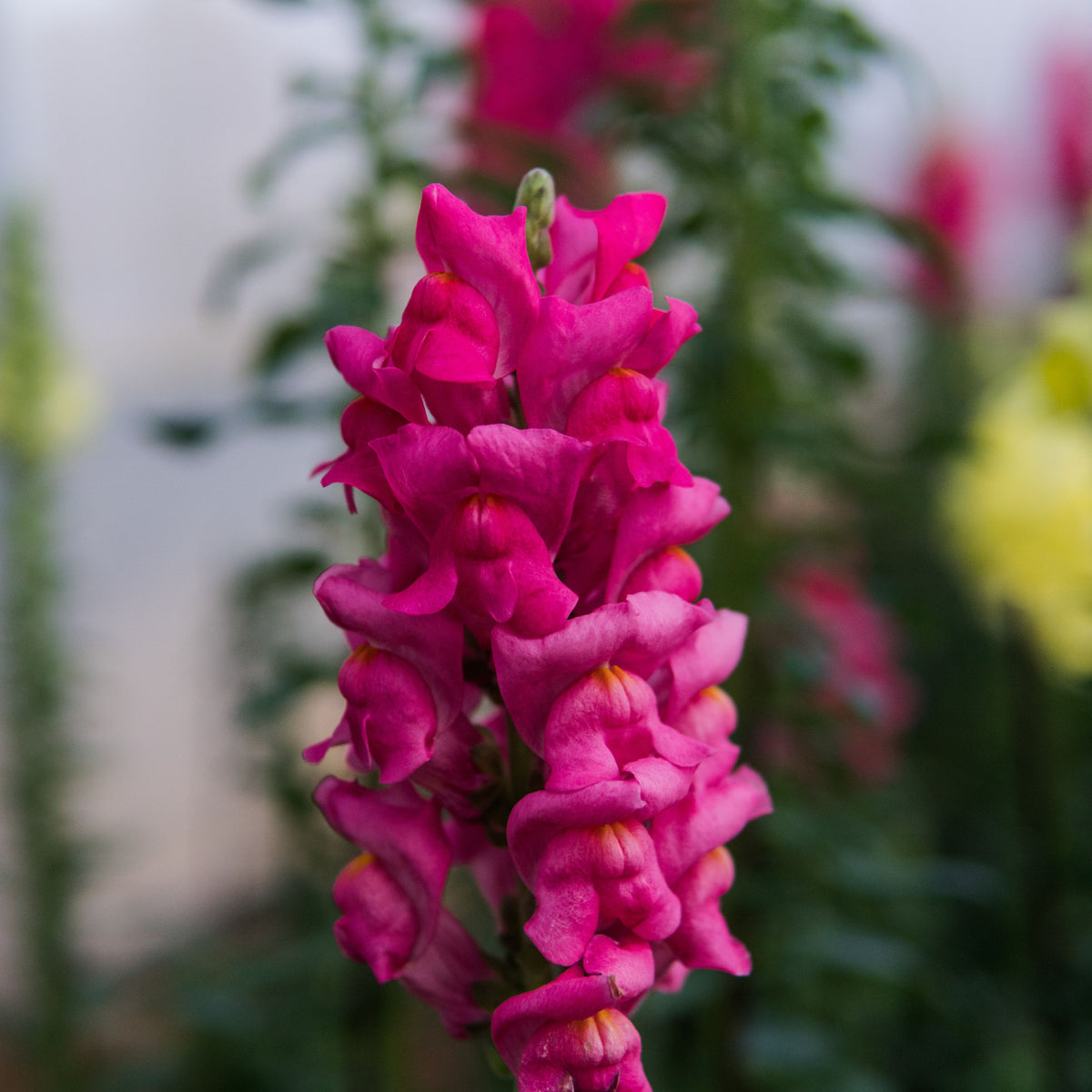 Dark Red Snapdragons Seeds - Cold Resistant, 30 seeds