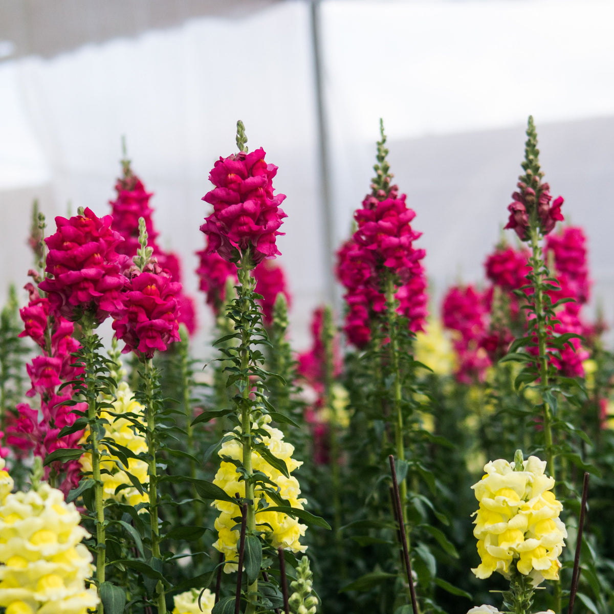 Dark Red Snapdragons Seeds - Cold Resistant, 30 seeds