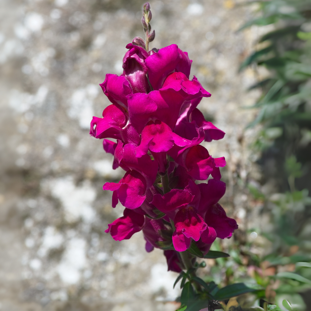 Dark Red Snapdragons Seeds - Cold Resistant, 30 seeds