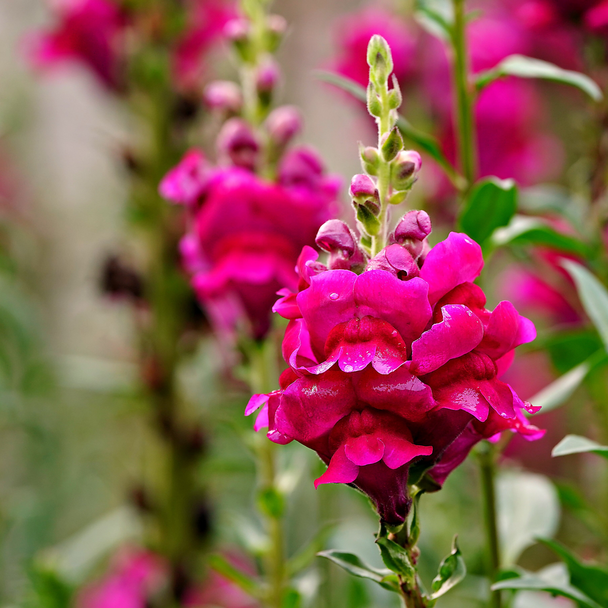 30 Seeds| Dark Red Snapdragons Seeds - Cold Resistant - Attracts pollinators - Potted - Open-Pollinating - Plant before the frost/after frost - #25