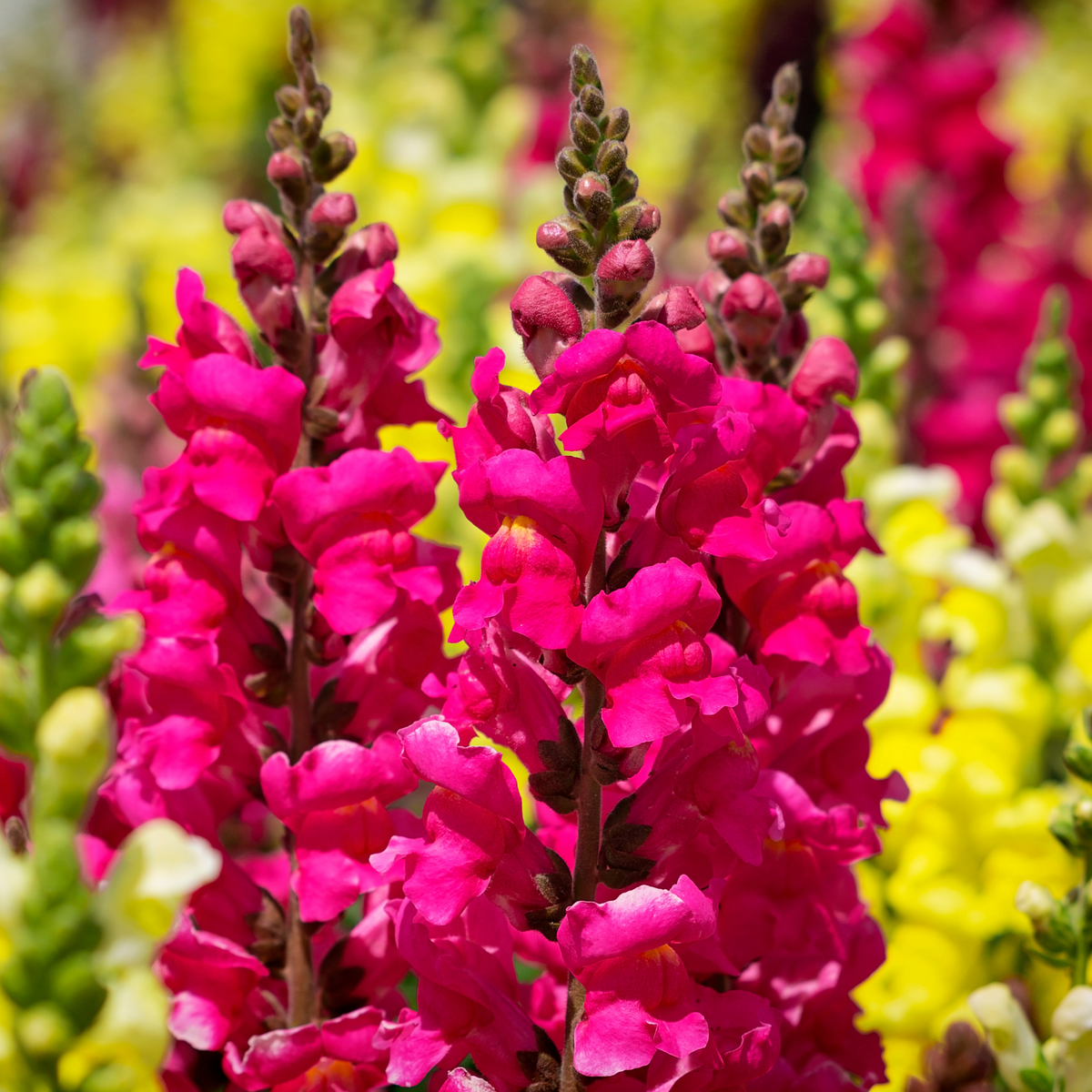 Dark Red Snapdragons Seeds - Cold Resistant, 30 seeds