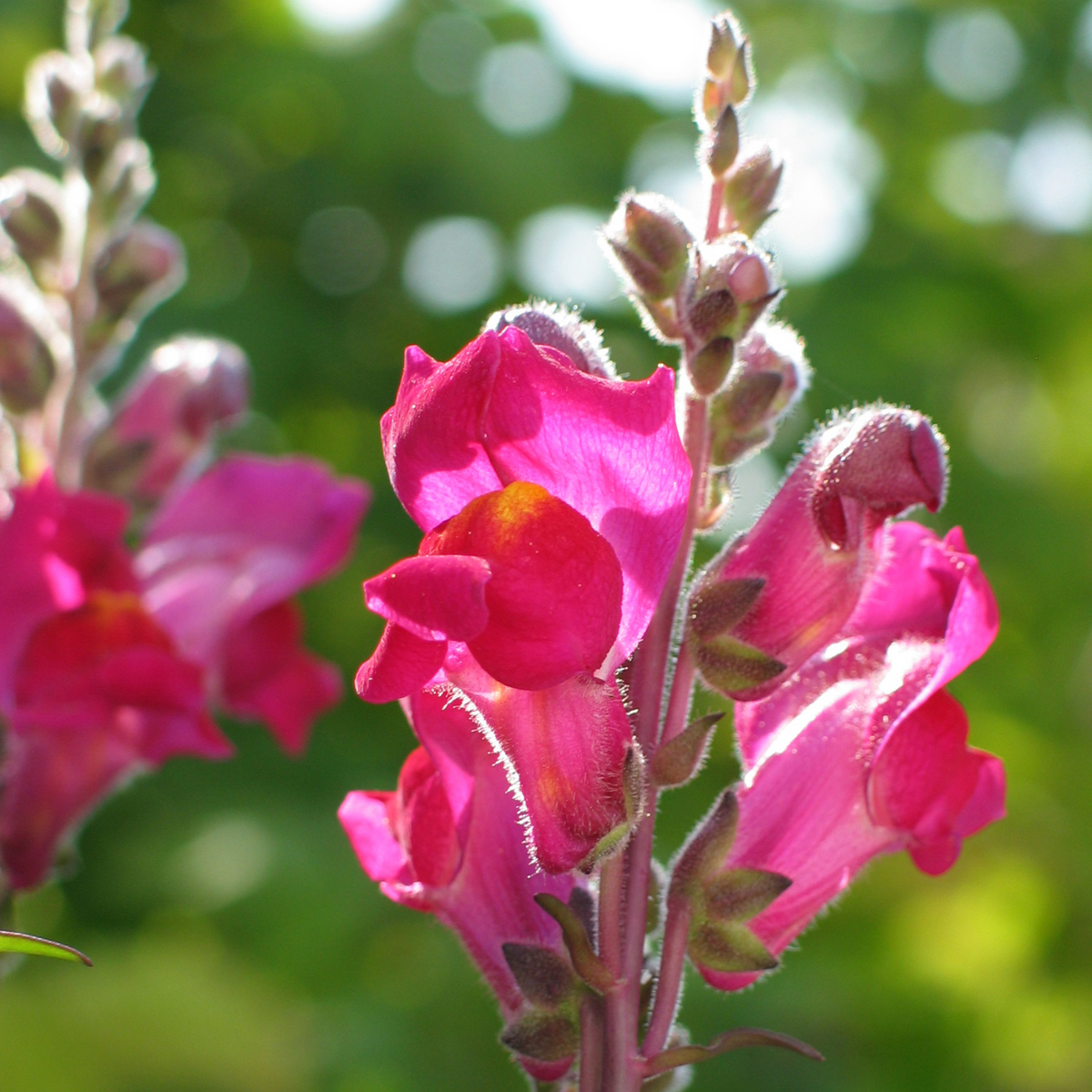 30 Seeds| Dark Red Snapdragons Seeds - Cold Resistant - Attracts pollinators - Potted - Open-Pollinating - Plant before the frost/after frost - #25