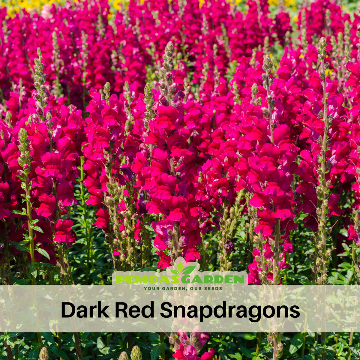 Dark Red Snapdragons Seeds - Cold Resistant, 30 seeds