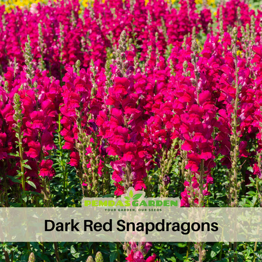 Dark Red Snapdragons Seeds - Cold Resistant, 30 seeds