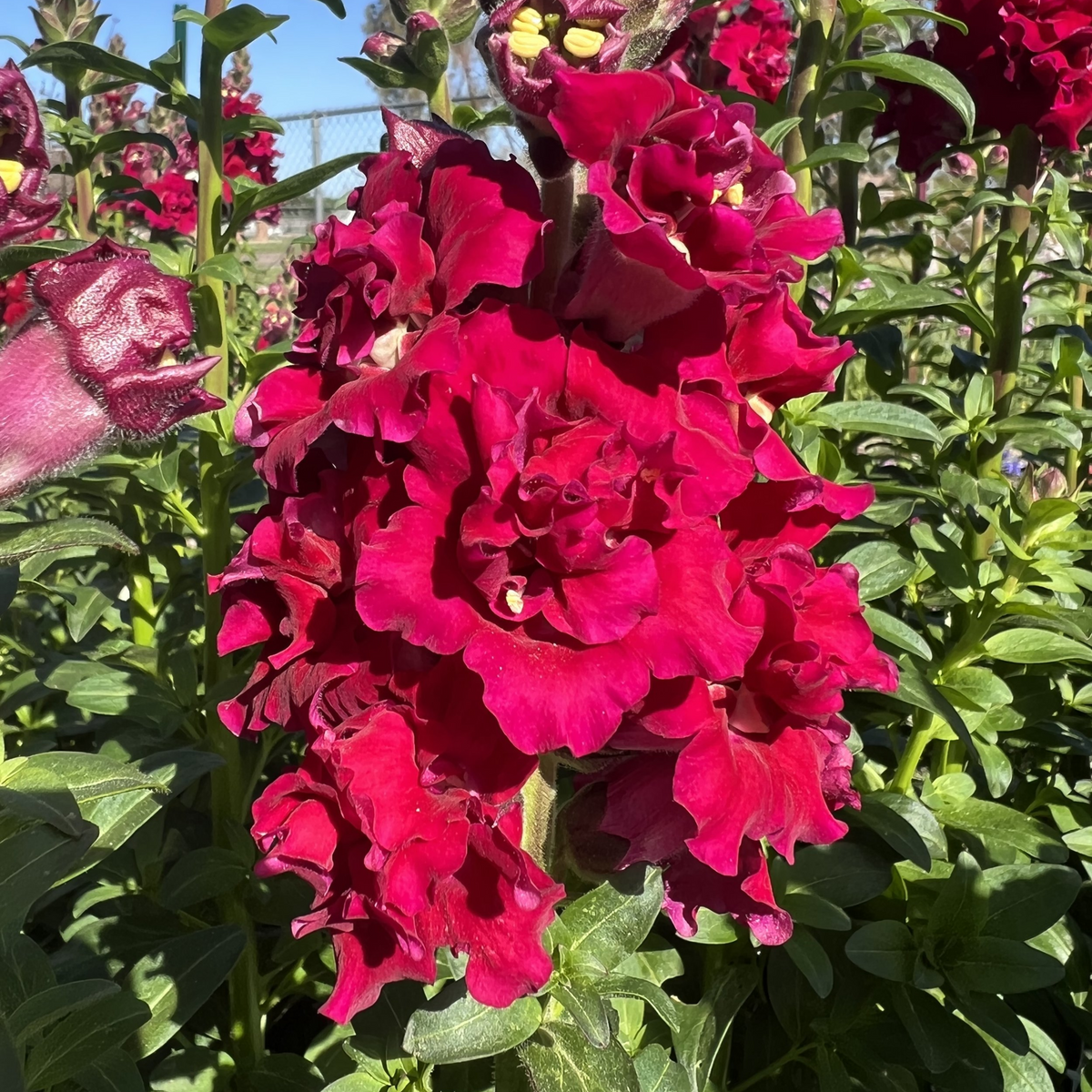 Red Madame Butterfly Snapdragons Seeds - Cold Resistant, 30 seeds