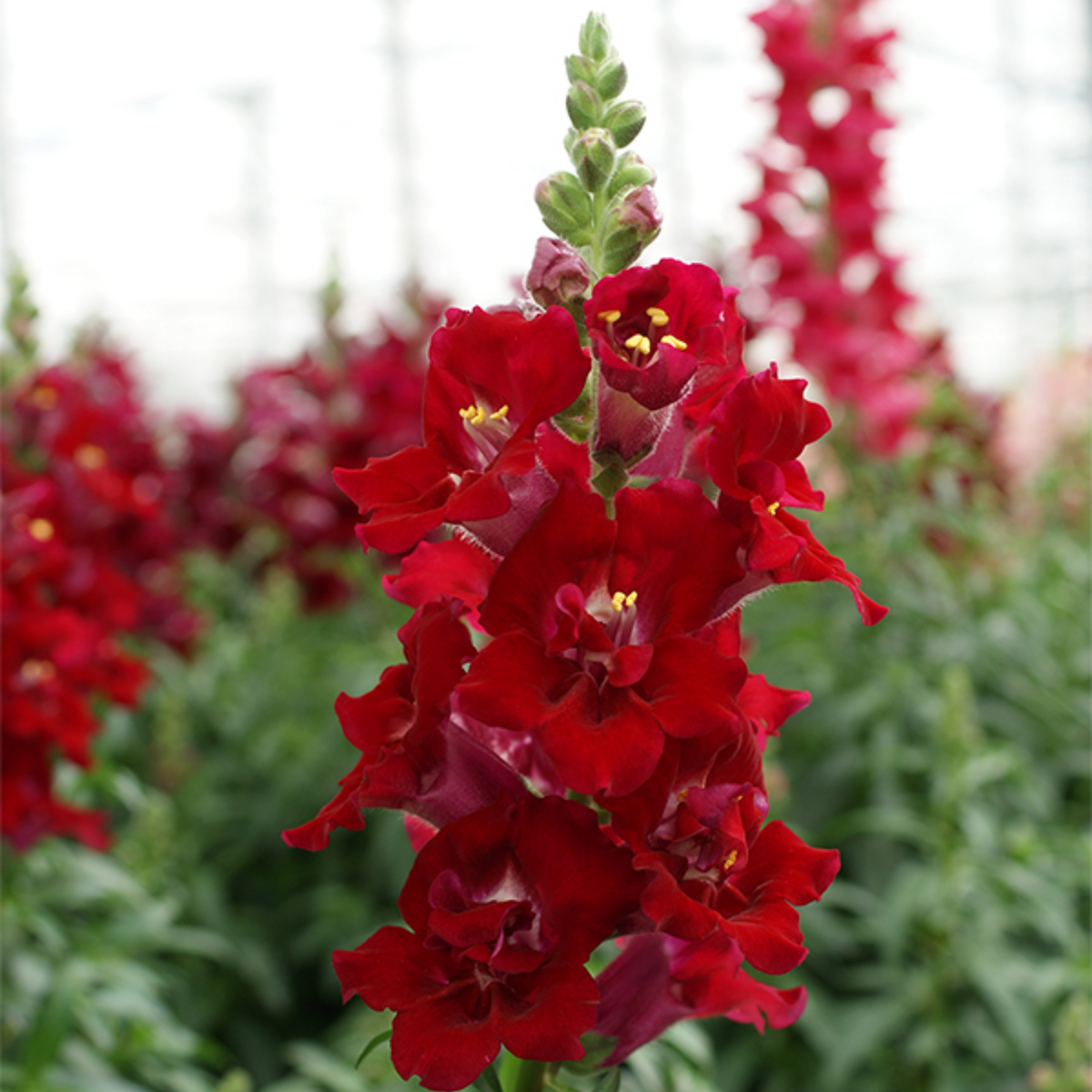 Red Madame Butterfly Snapdragons Seeds - Cold Resistant, 30 seeds