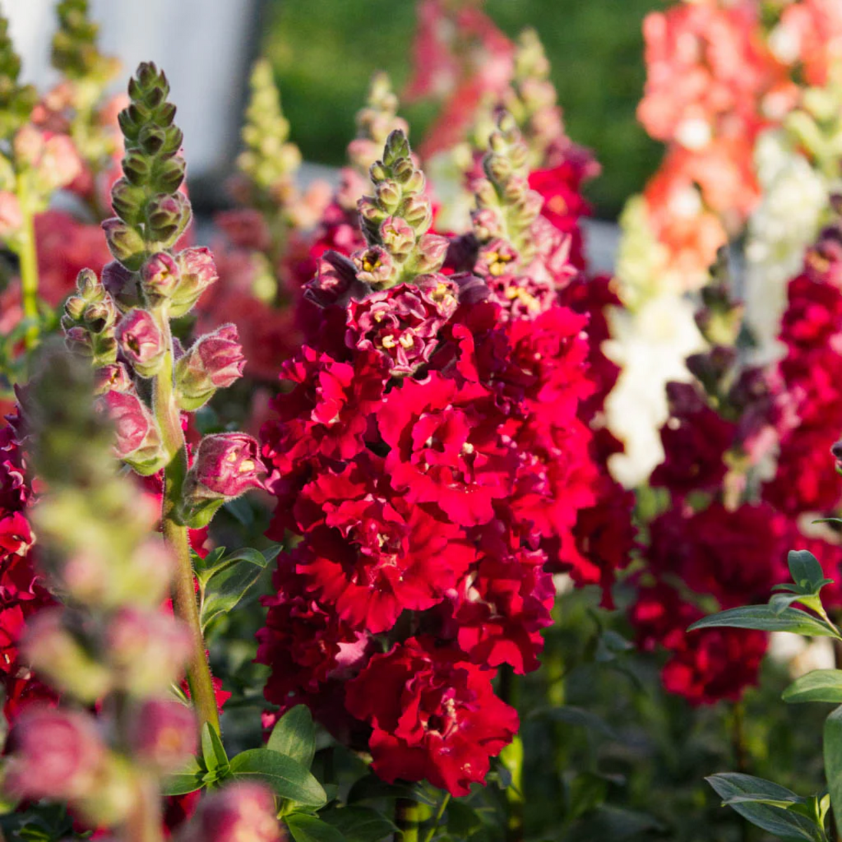 Red Madame Butterfly Snapdragons Seeds - Cold Resistant, 30 seeds