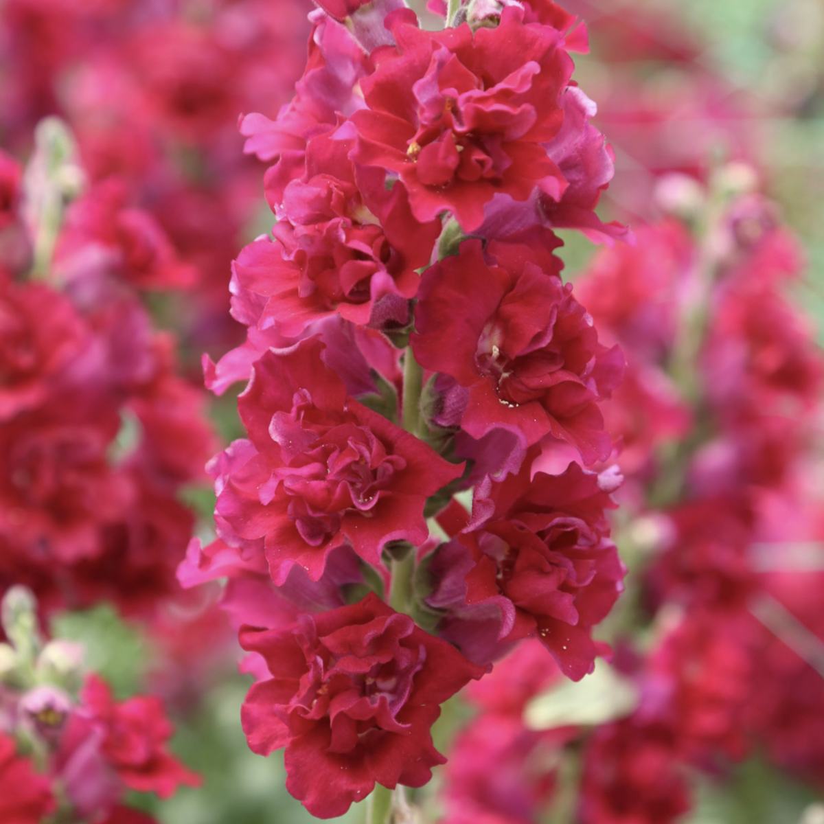 Red Madame Butterfly Snapdragons Seeds - Cold Resistant, 30 seeds