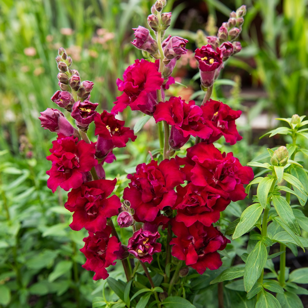 Red Madame Butterfly Snapdragons Seeds - Cold Resistant, 30 seeds