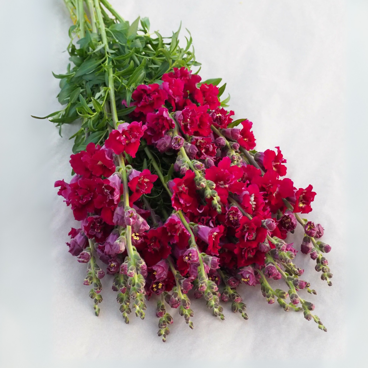 Red Madame Butterfly Snapdragons Seeds - Cold Resistant, 30 seeds