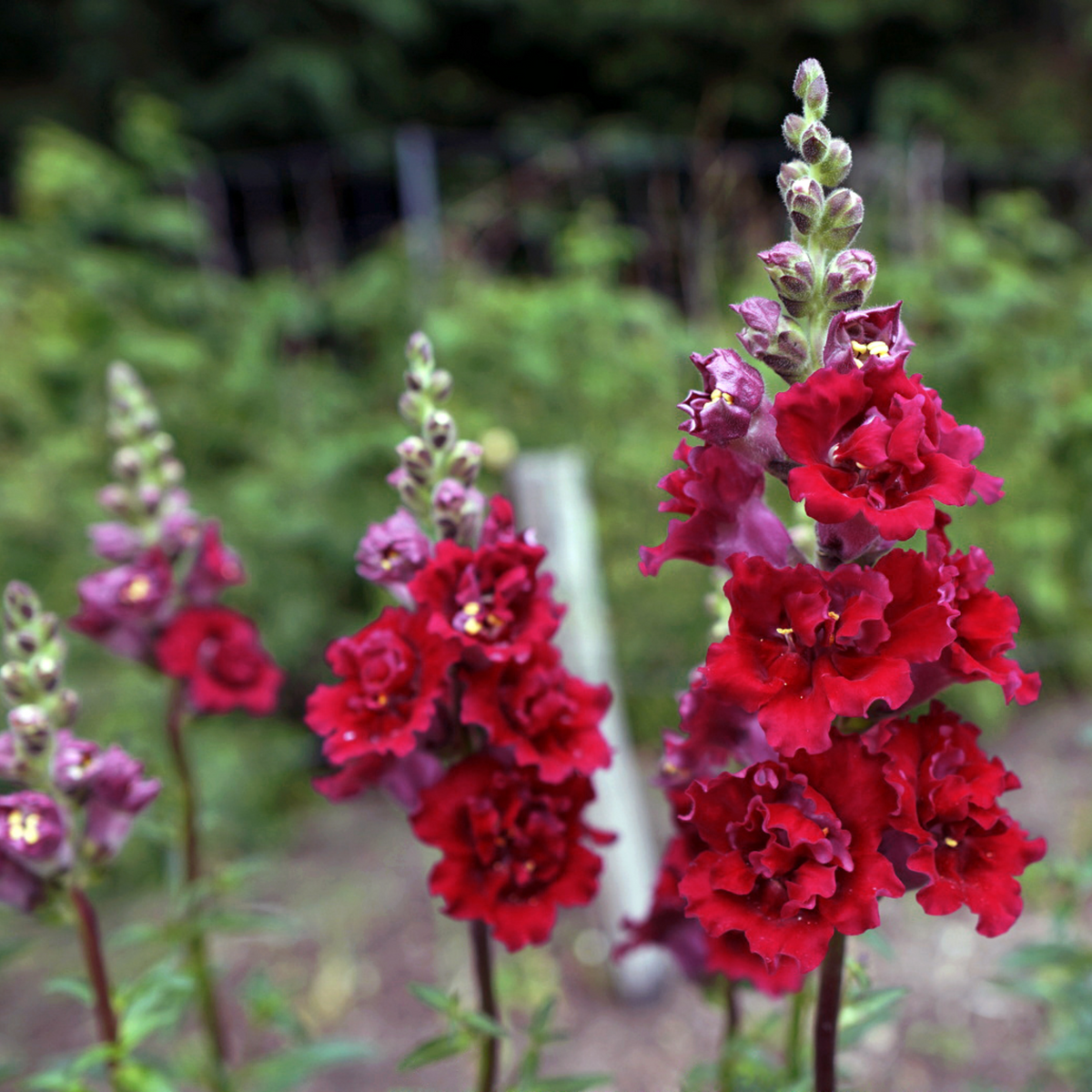 Red Madame Butterfly Snapdragons Seeds - Cold Resistant, 30 seeds
