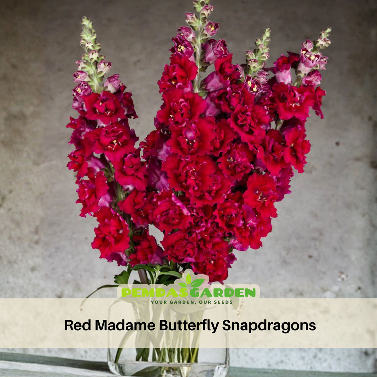 Red Madame Butterfly Snapdragons Seeds - Cold Resistant, 30 seeds