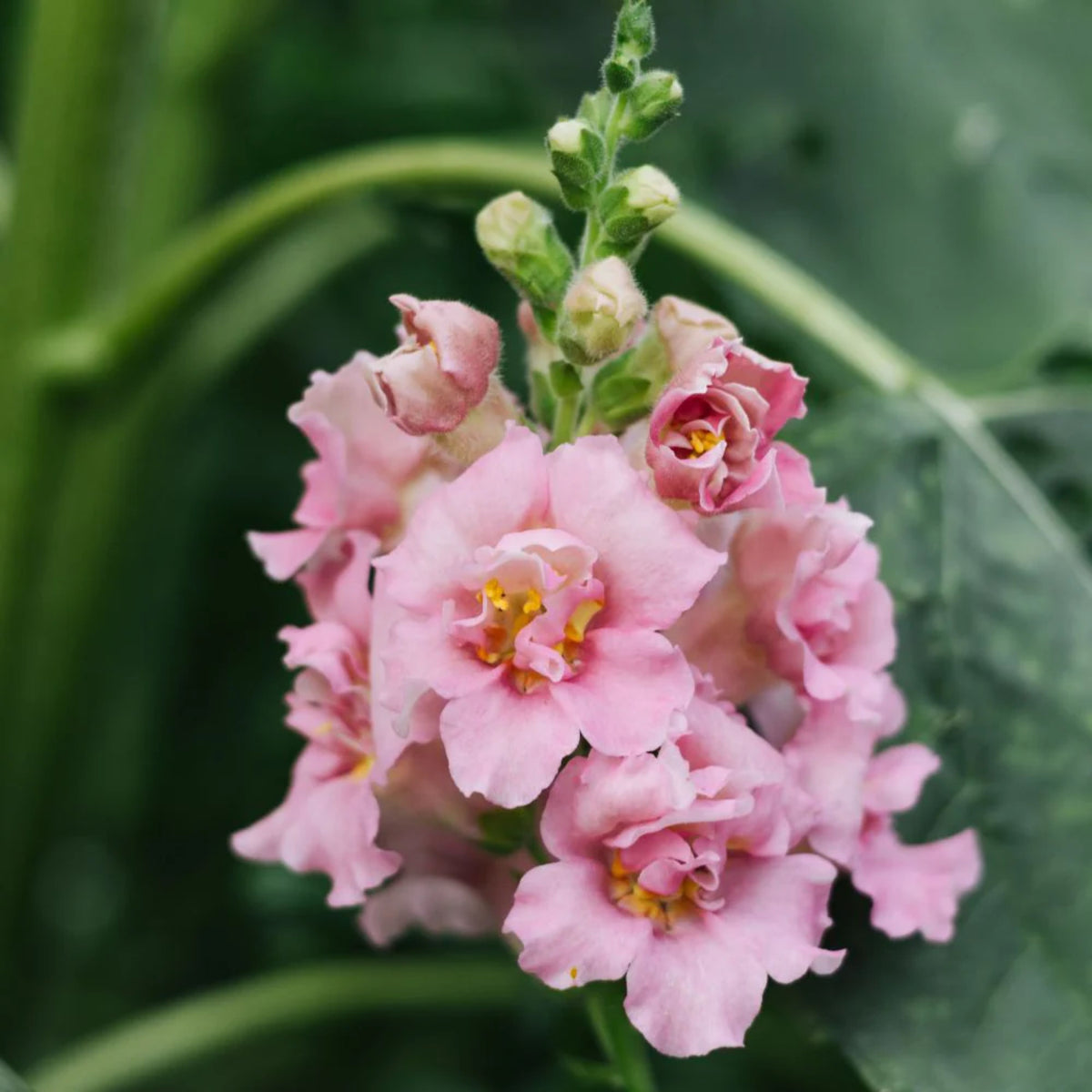 Pink Madame Butterfly Snapdragons Seeds - Cold Resistant, 30 seeds