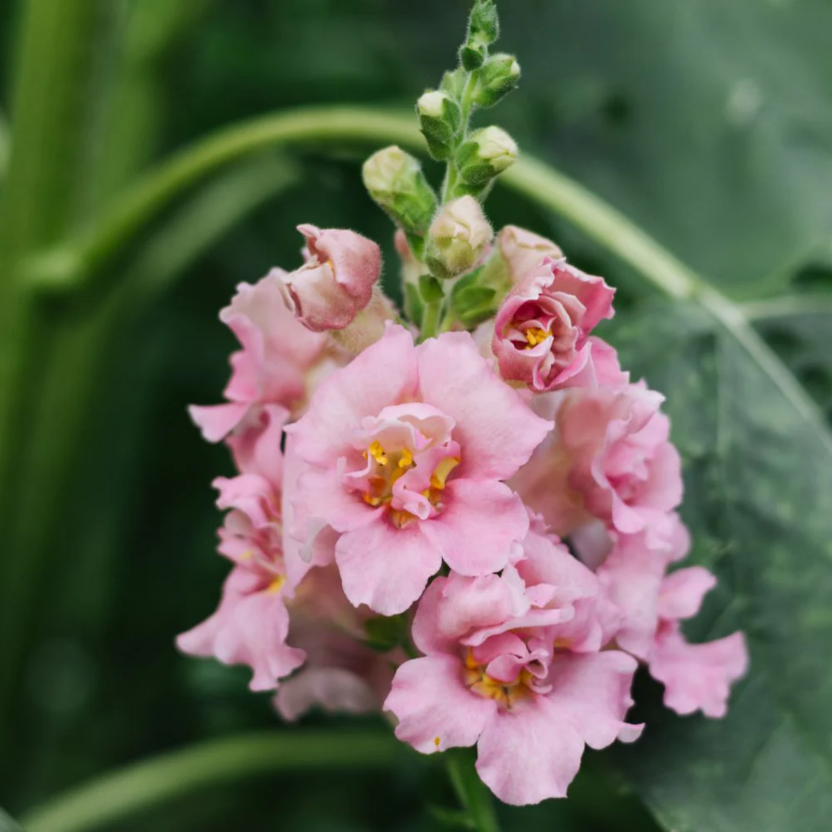 Pink Madame Butterfly Snapdragons Seeds - Cold Resistant, 30 seeds