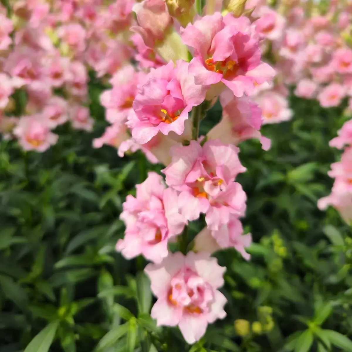 Pink Madame Butterfly Snapdragons Seeds - Cold Resistant, 30 seeds