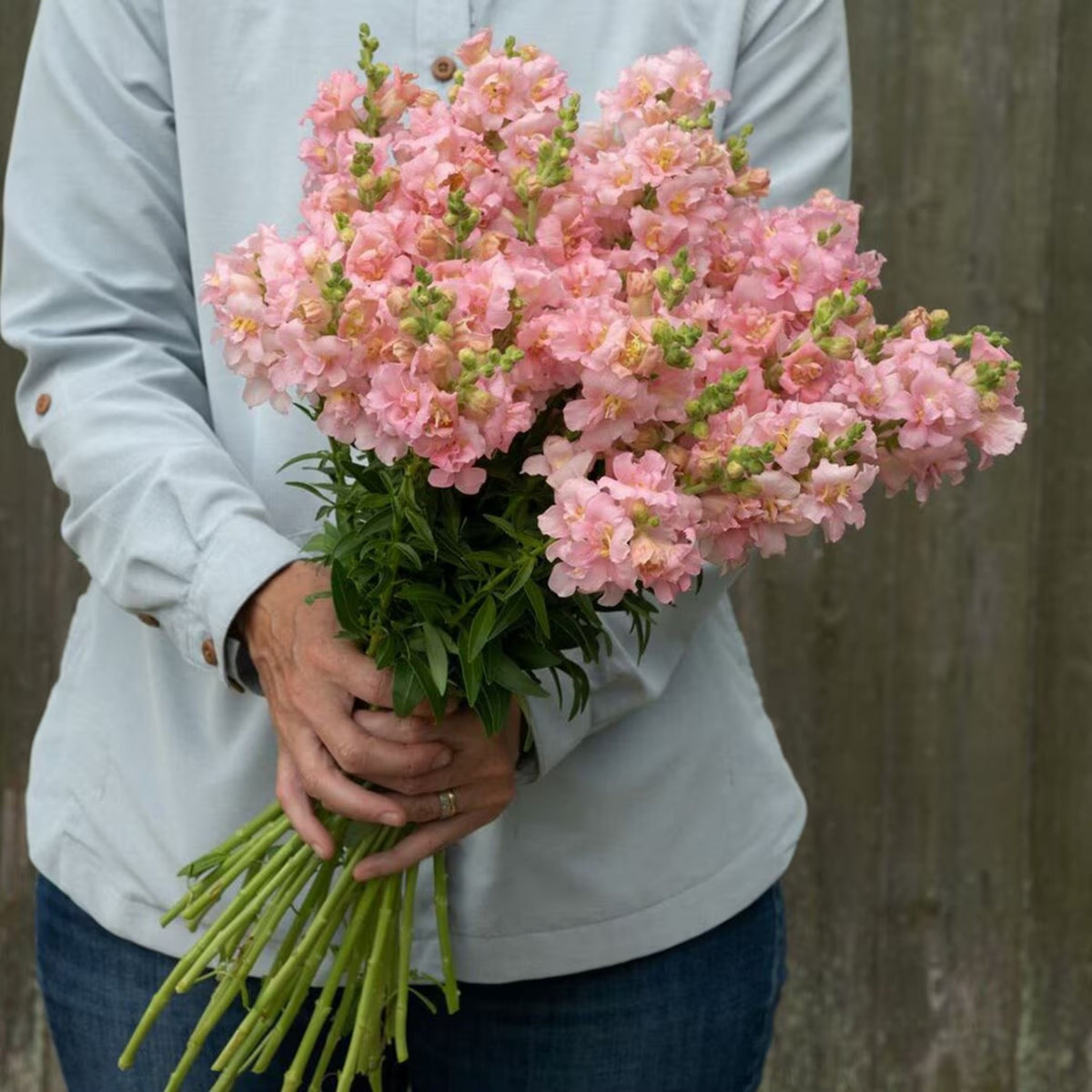 Pink Madame Butterfly Snapdragons Seeds - Cold Resistant, 30 seeds